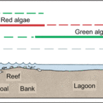 Modern Environments of Carbonate Sedimentation
