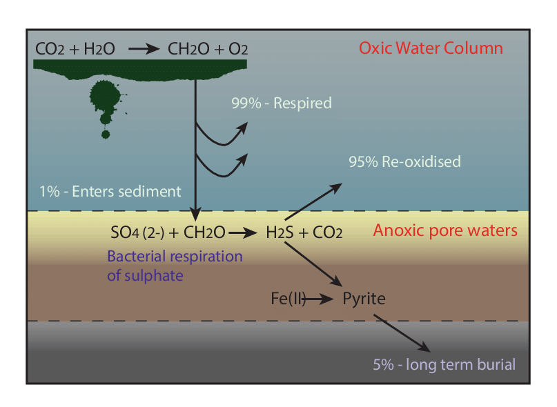 Breakdown of Organic Matter