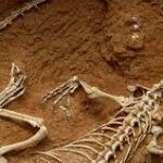 Paleontology