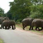 Land use and wildlife