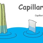 Capillarity