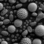 Palynology